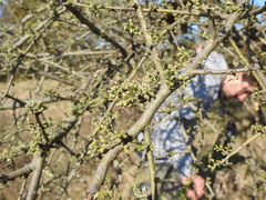 Geoffroea decorticans