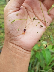 Sidastrum paniculatum