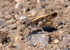 Cratypedes neglectus