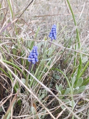 Muscari