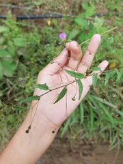 Sidastrum paniculatum