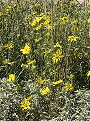 Engelmannia peristenia