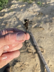 Somatochlora williamsoni