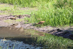 Botaurus lentiginosus