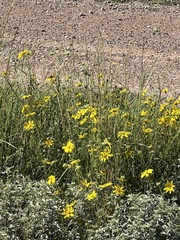 Engelmannia peristenia