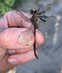 Somatochlora williamsoni