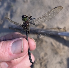 Somatochlora williamsoni