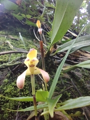 Maxillaria porrecta