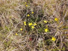 Ranunculus robertsonii