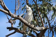 Cacatua sanguinea