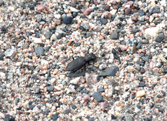 Cicindela longilabris