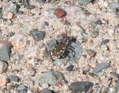 Cicindela repanda