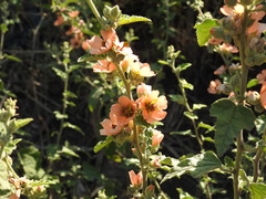 Sphaeralcea bonariensis