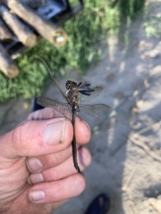 Somatochlora williamsoni