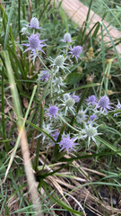 Eryngium hookeri