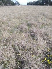 Ranunculus robertsonii