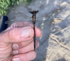 Somatochlora williamsoni