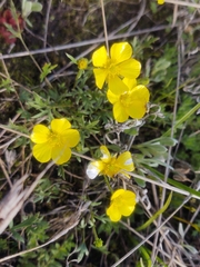 Ranunculus robertsonii