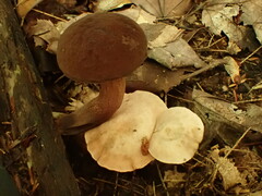 Boletellus chrysenteroides