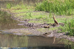 Botaurus lentiginosus