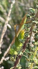 Conocephalus fasciatus