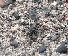 Cicindela tranquebarica