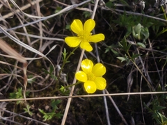 Ranunculus robertsonii