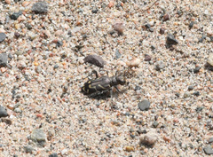 Cicindela tranquebarica