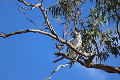 Cacatua sanguinea