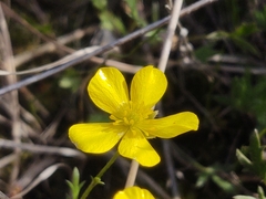 Ranunculus robertsonii