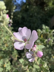 Malacothamnus fasciculatus