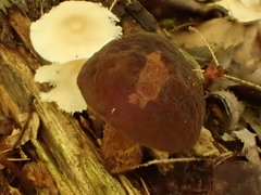 Boletellus chrysenteroides