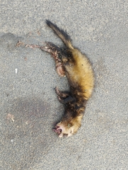 Mustela putorius