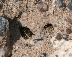 Philanthus lepidus