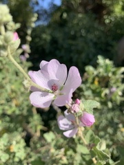 Malacothamnus fasciculatus