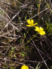 Ranunculus robertsonii