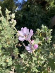 Malacothamnus fasciculatus