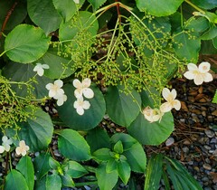 Hydrangea petiolaris