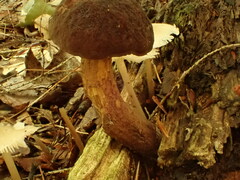Boletellus chrysenteroides