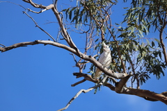 Cacatua sanguinea