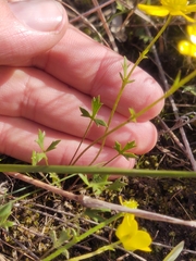 Ranunculus robertsonii