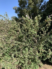 Malacothamnus fasciculatus