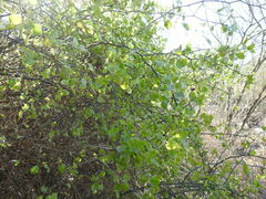 Lycium boerhaviifolium