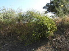 Lycium boerhaviifolium