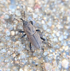 Sphenophorus