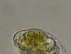 Proalinopsis caudatus