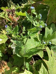 Pentaglottis sempervirens