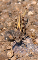Cratypedes neglectus