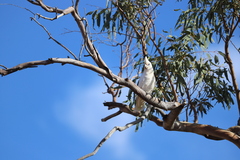 Cacatua sanguinea
