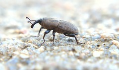 Sphenophorus